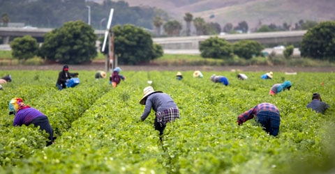 Book Review: I Am Not a Tractor!: How Florida Farmworkers Took On the Fast Food Giants and Won