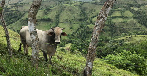 Regenerative Grazing: Not As Sustainable As We Think