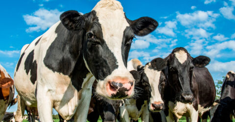 Dr. Campbell, “Debunking the Cult of Animal Protein”, in a Whole Communities Workshop